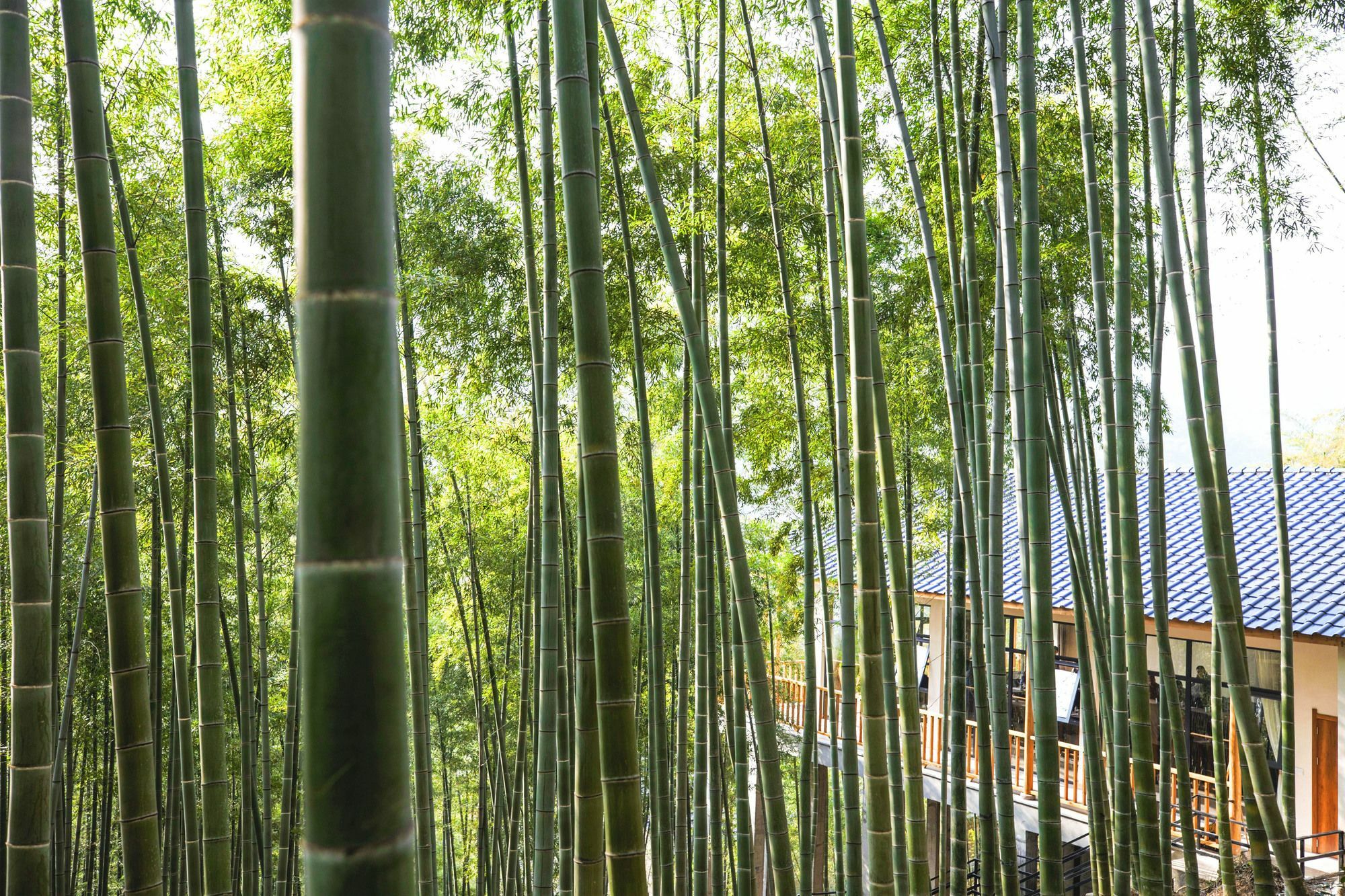 Moganshan Yinhuawu Resort Exterior foto